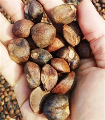 Kameliya yog'ini qanday olish mumkin?